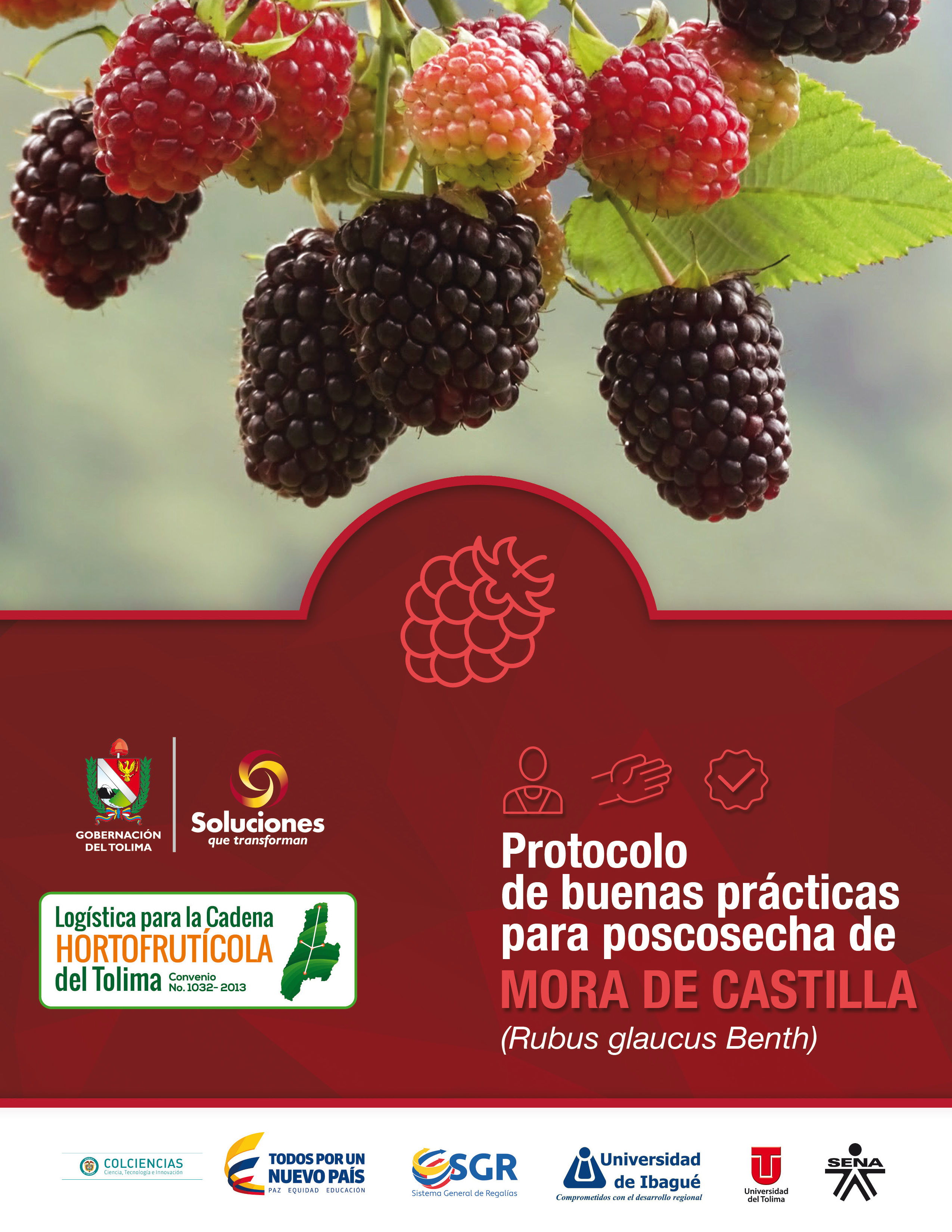 Cover of Protocolo de buenas prácticas para poscosecha de mora de castilla